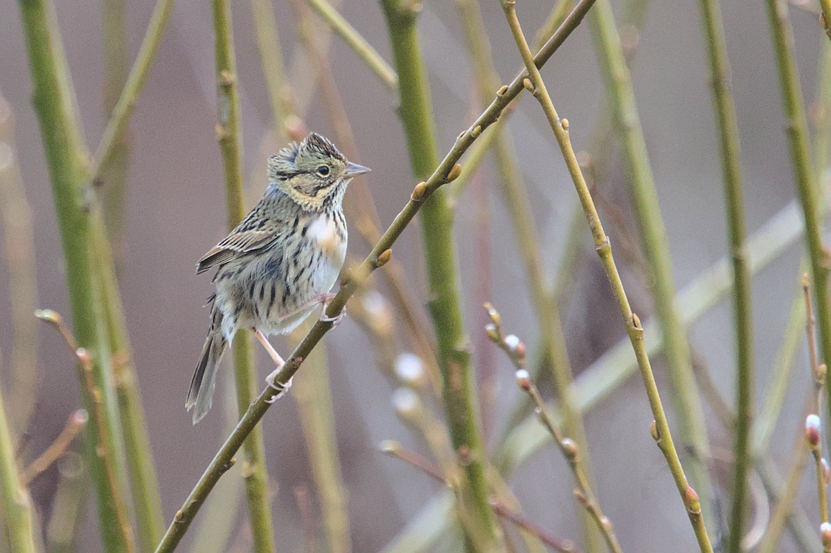 Lincoln's Sparrow - Zach Kemp