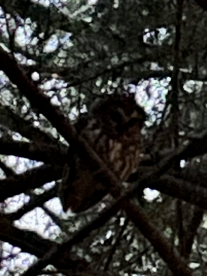 Northern Saw-whet Owl - ML422161301