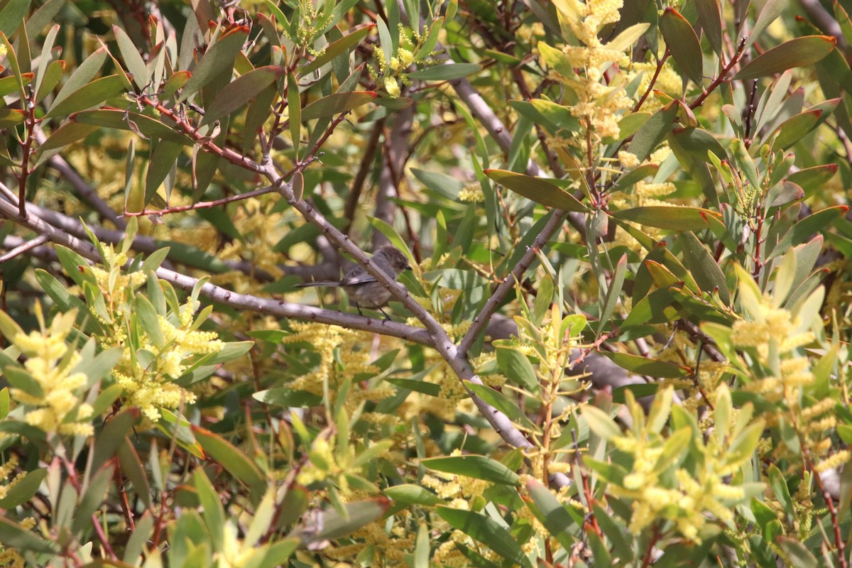 Bushtit - ML422161391