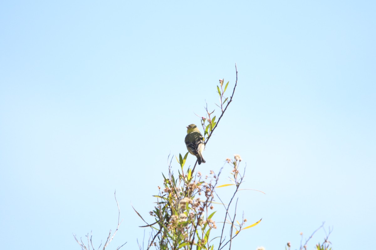 Lesser Goldfinch - Rachel Street