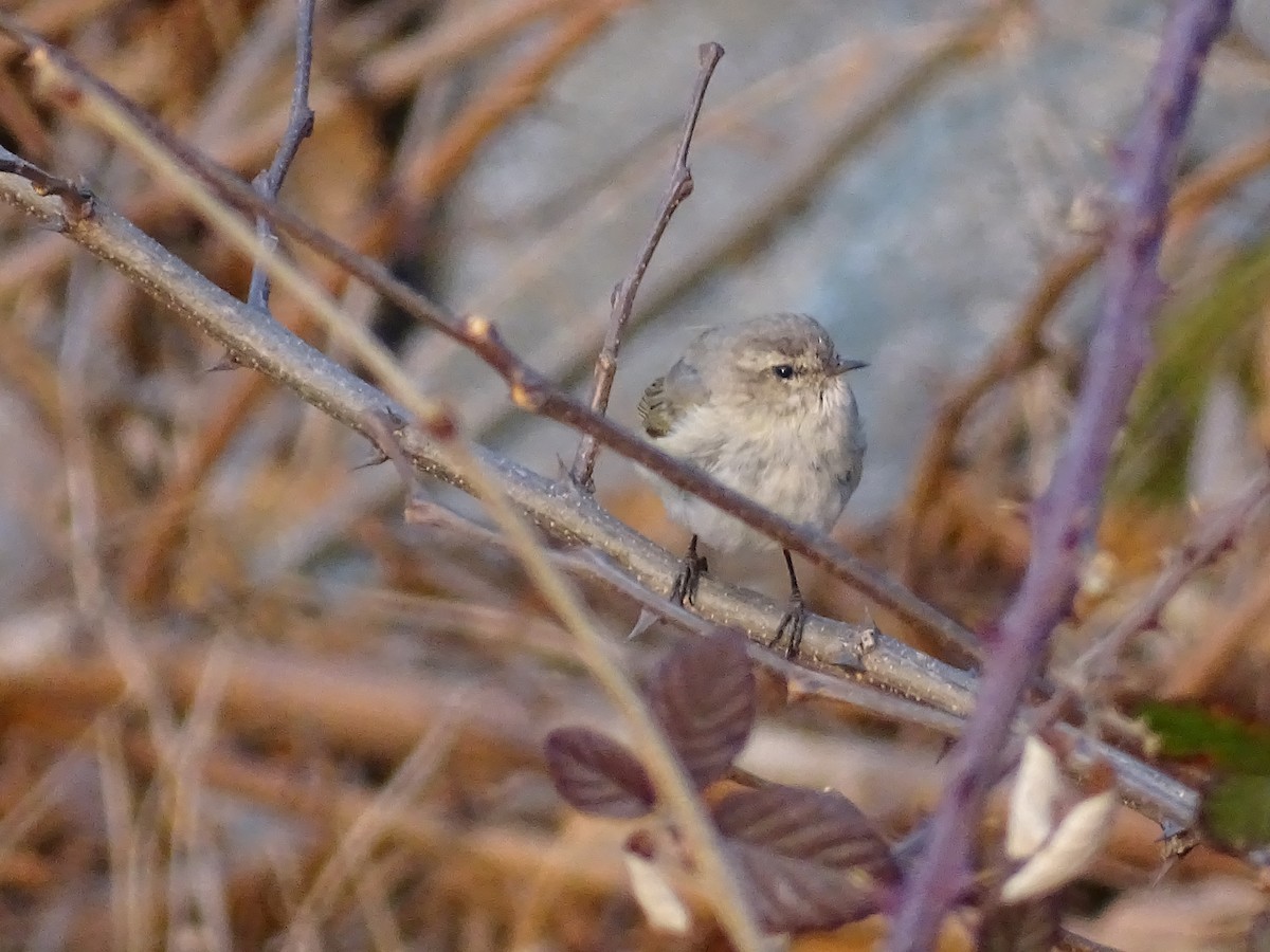 Common Chiffchaff - ML422162221