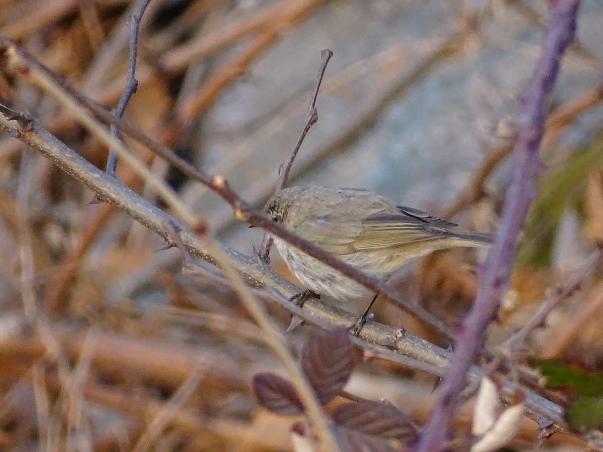 Common Chiffchaff - ML422162261