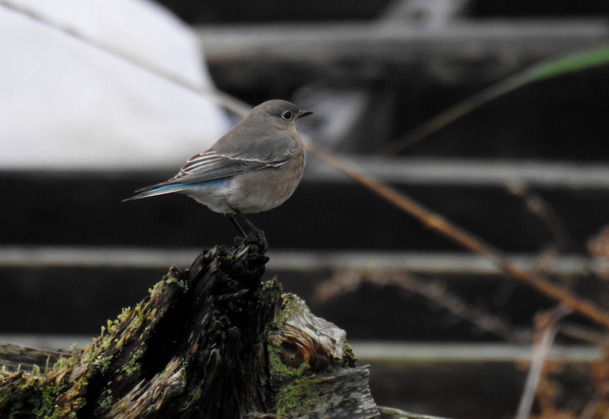 Mountain Bluebird - Jody  Wells