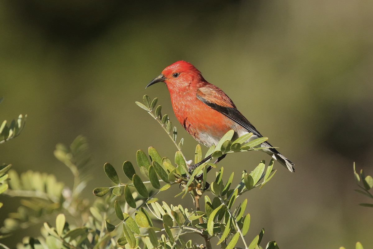 Apapanekleidervogel - ML422164791