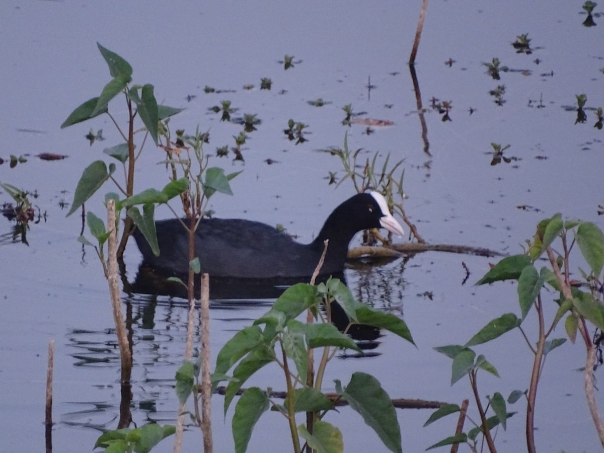 Eurasian Coot - ML422165421