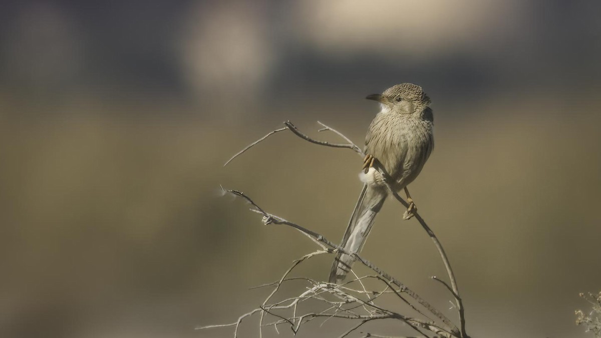 Afghan Babbler - Markus Craig