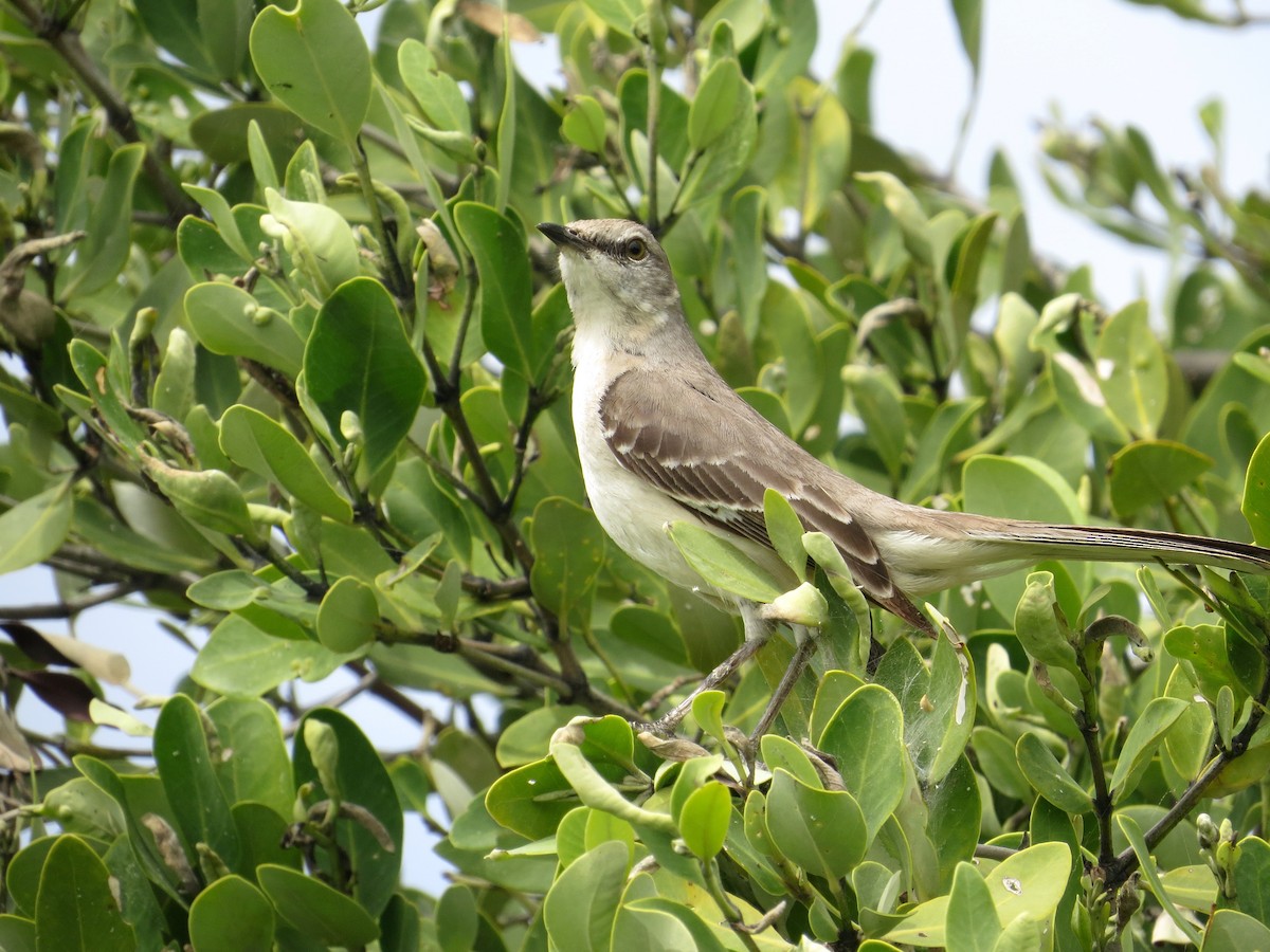 Northern Mockingbird - ML422169081