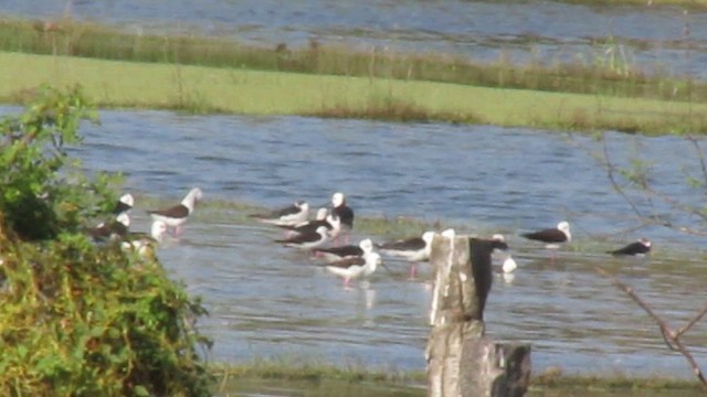 Black-winged Stilt - ML422171091