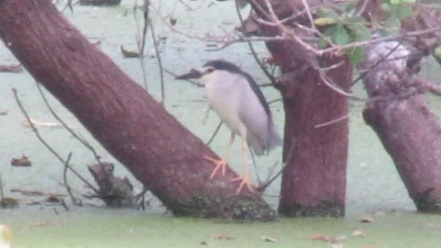 Black-crowned Night Heron - ML422171441