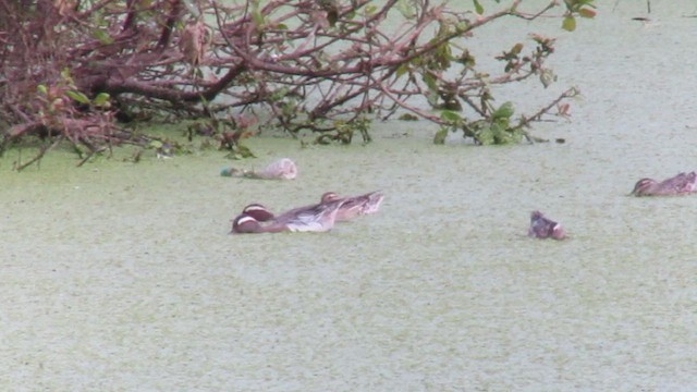 Garganey - ML422171471