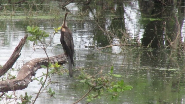 Anhinga Asiática - ML422171501