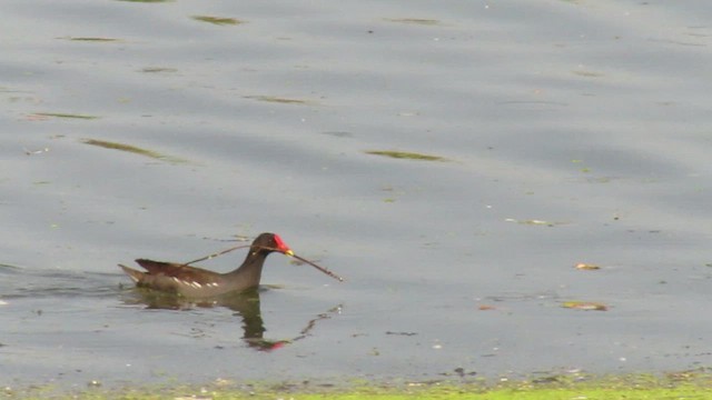 Gallinule poule-d'eau - ML422171591