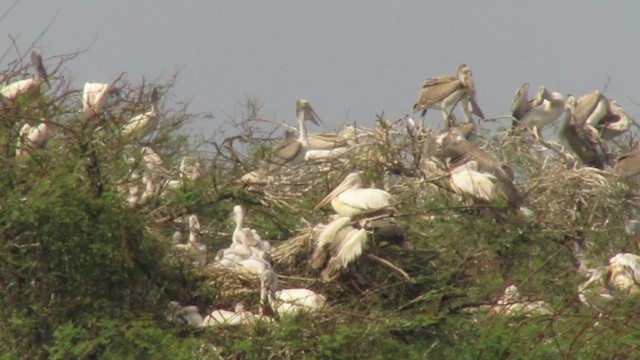 Spot-billed Pelican - ML422171601