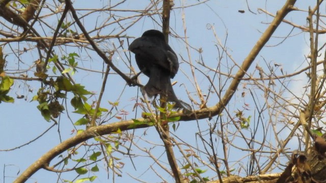 Black Drongo - ML422171711