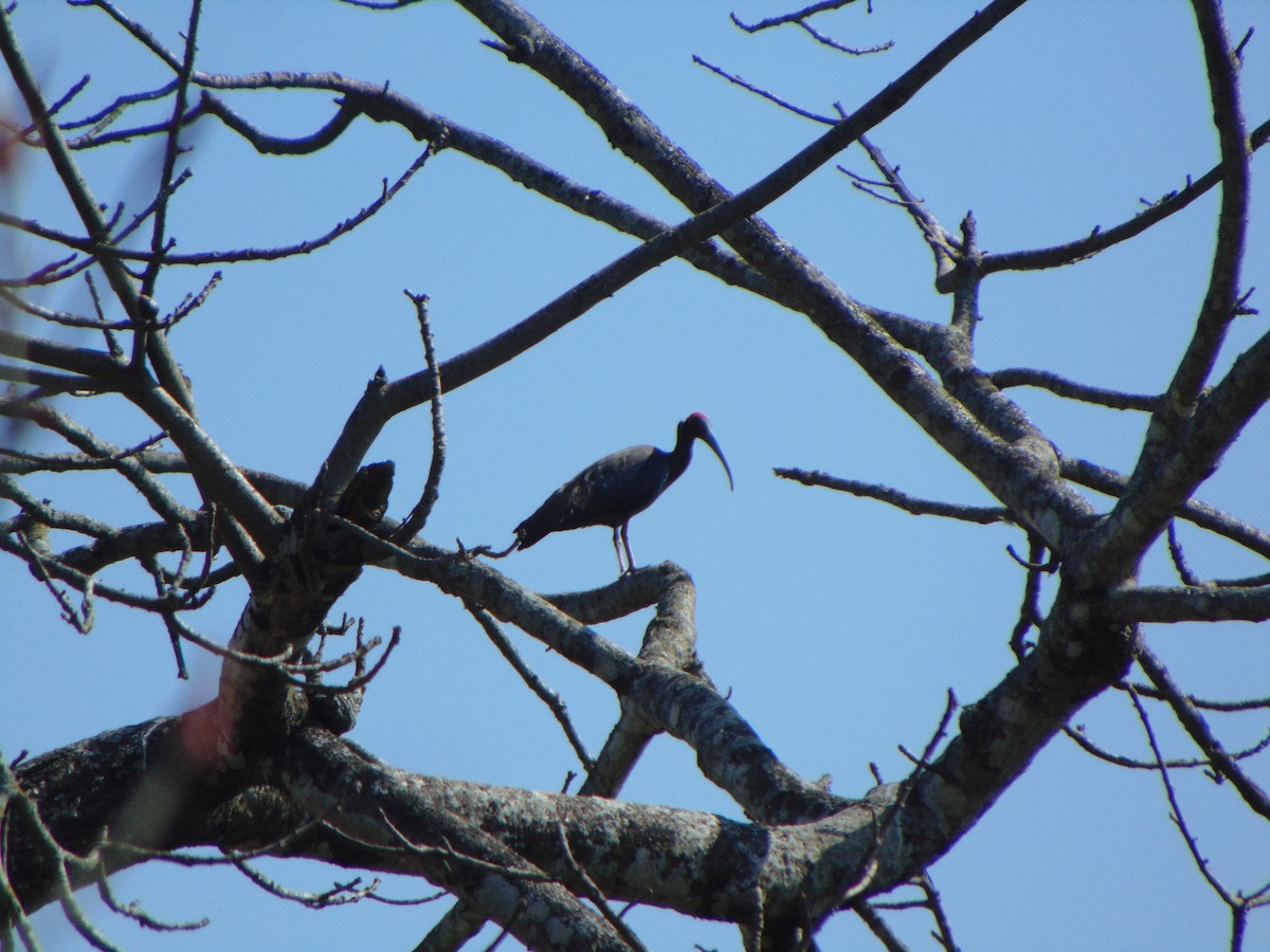 Red-naped Ibis - ML422171951