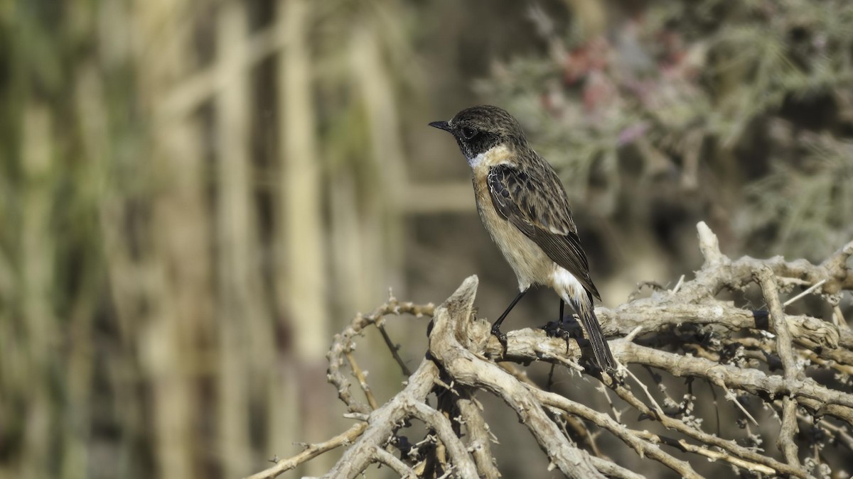 Siberian Stonechat (Siberian) - ML422172321