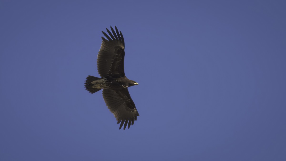Greater Spotted Eagle - ML422173971