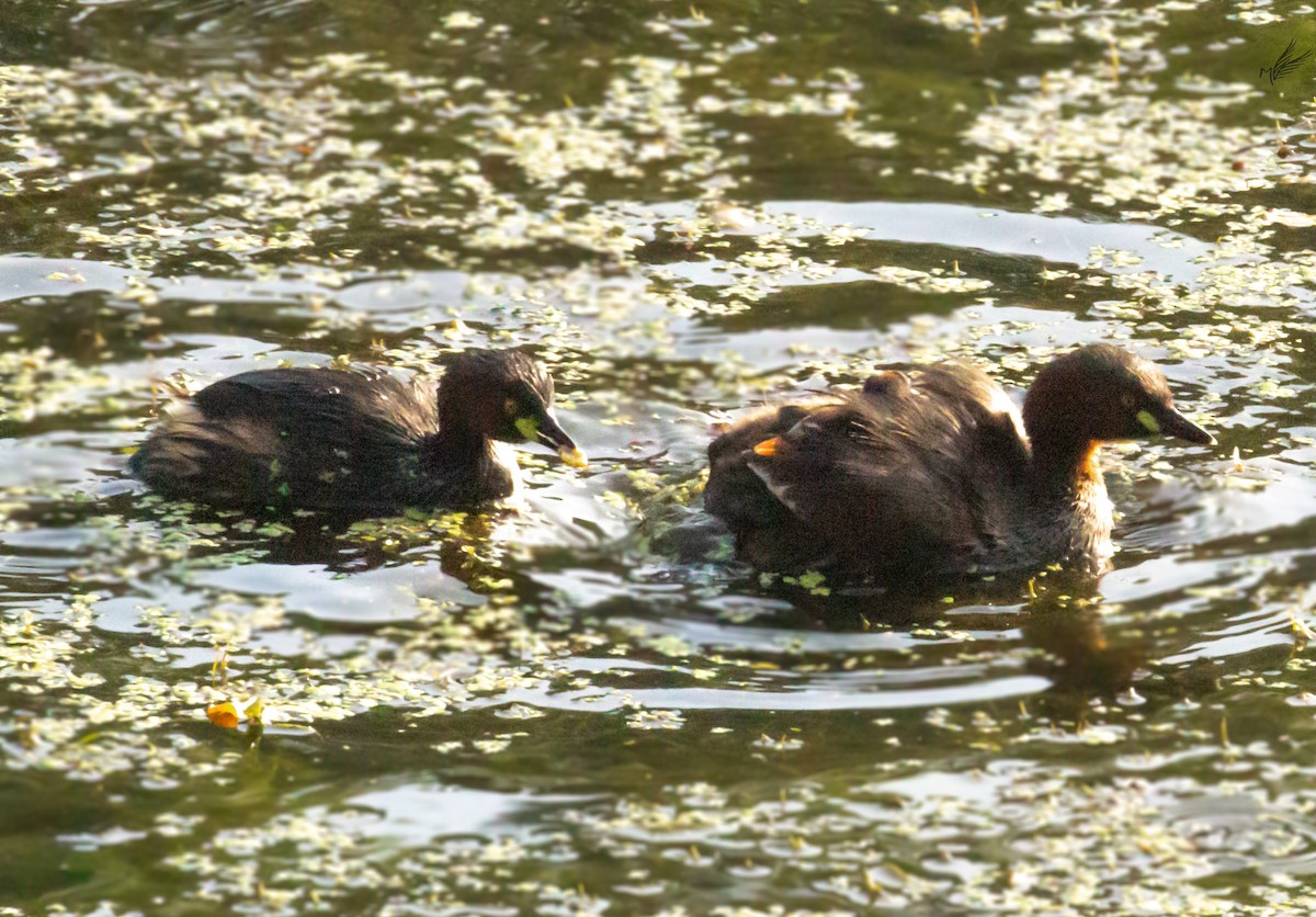 Little Grebe - ML422174591