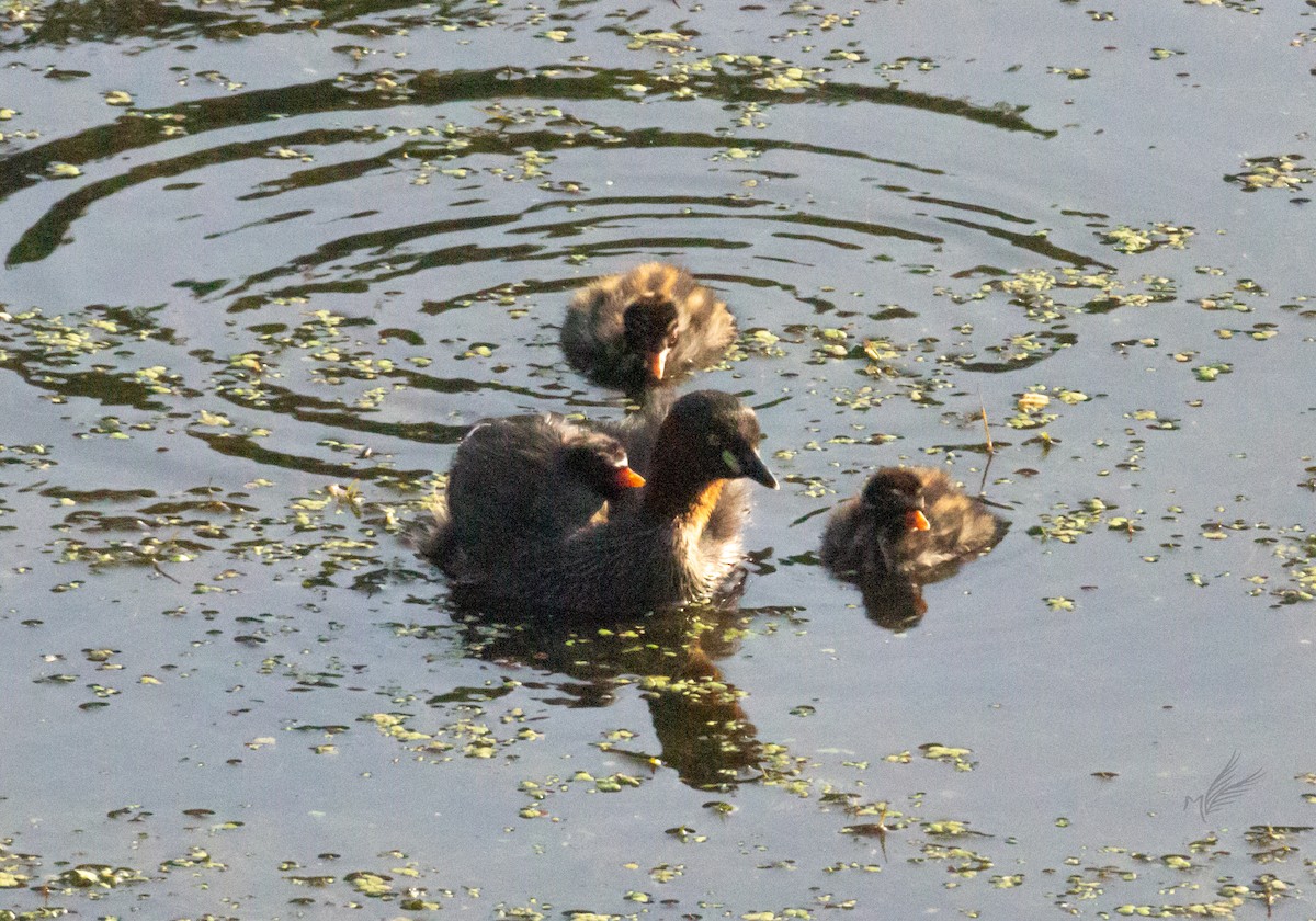 Little Grebe - ML422174601