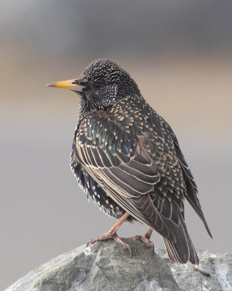 European Starling - ML422174991