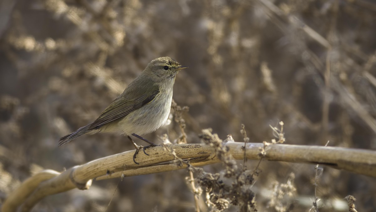 Common Chiffchaff (Common) - ML422175481