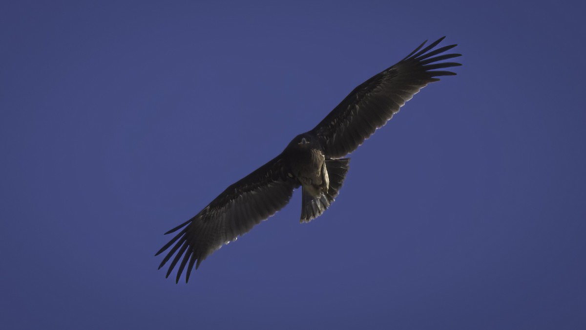 Greater Spotted Eagle - ML422175721