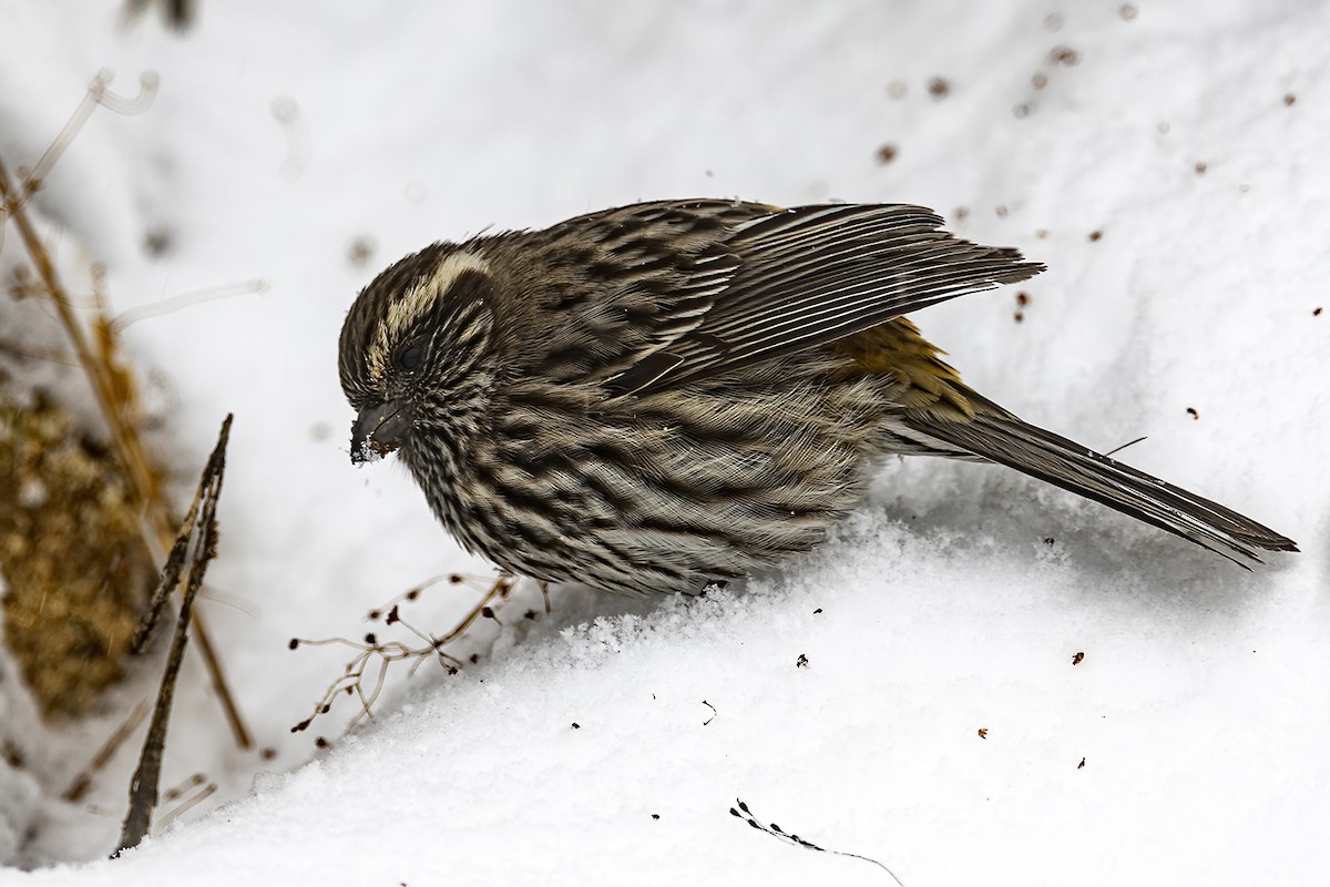 Chinese White-browed Rosefinch - ML422175991