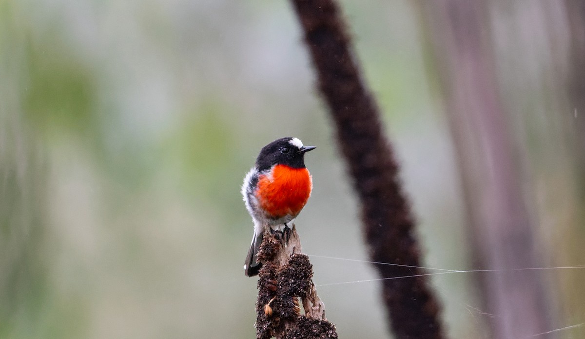 Scarlet Robin - ML422178421