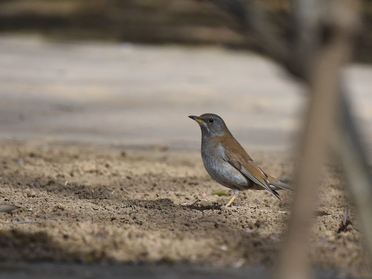 Pale Thrush - ML422178621