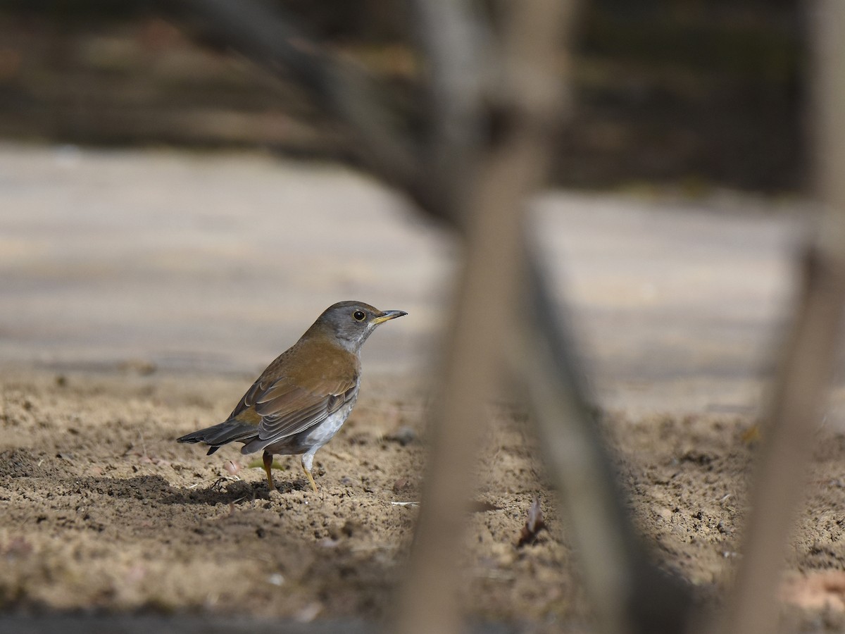 Pale Thrush - ML422178631