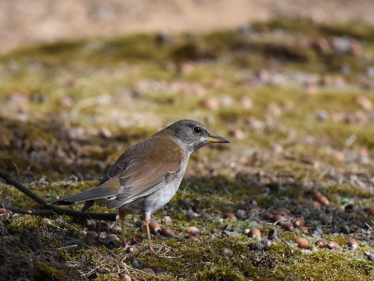 Pale Thrush - Yojiro Nagai