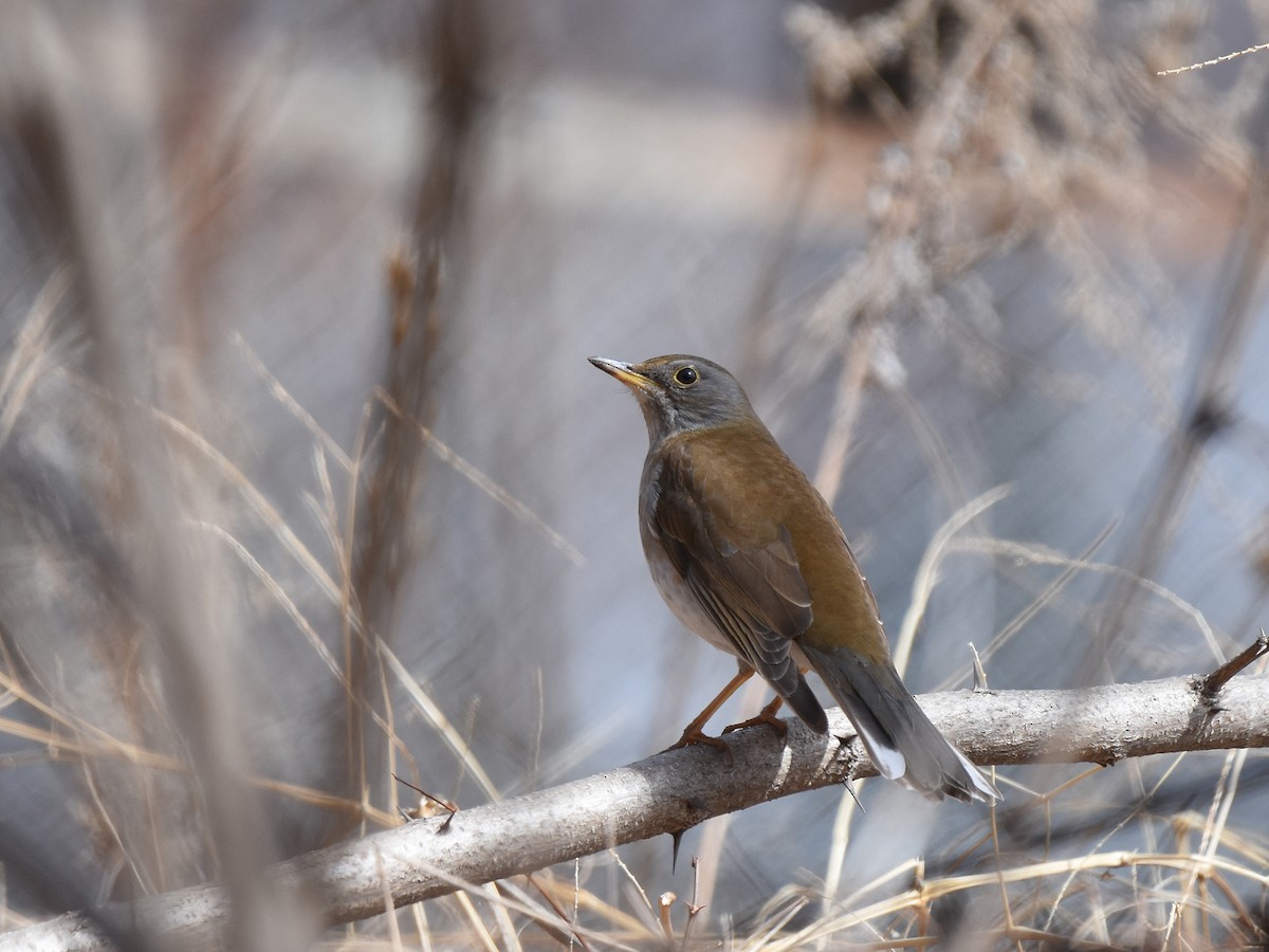 Pale Thrush - ML422178661