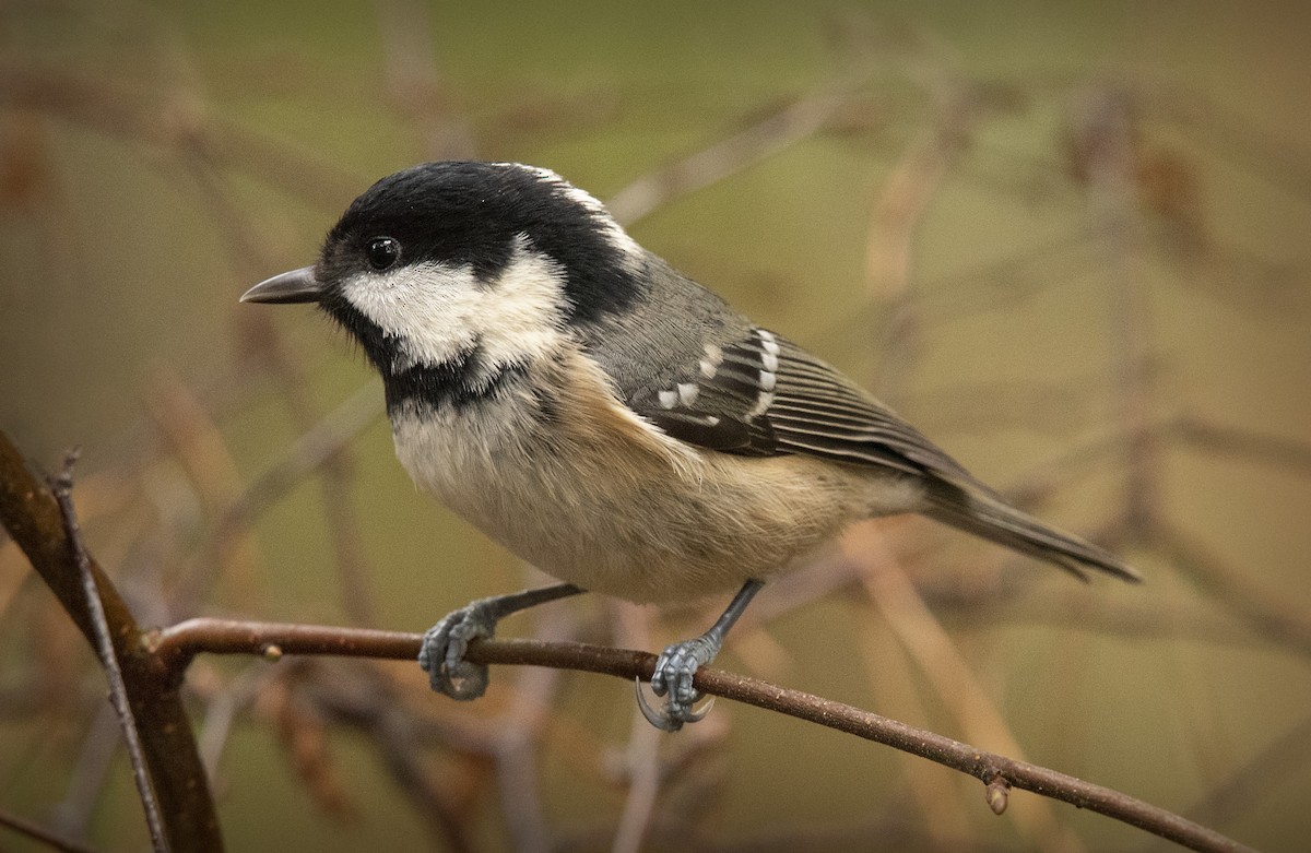 Coal Tit - John Buttress