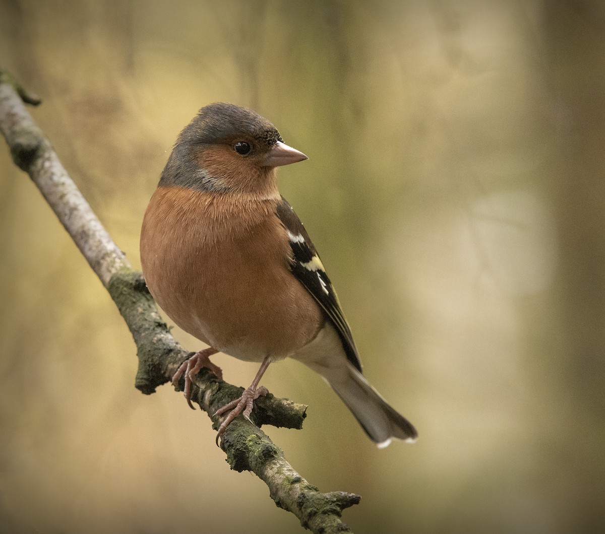 Common Chaffinch - ML422179181