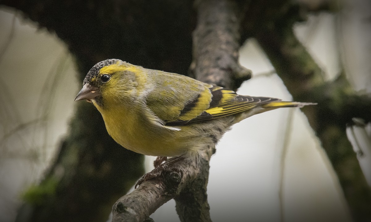 Eurasian Siskin - John Buttress