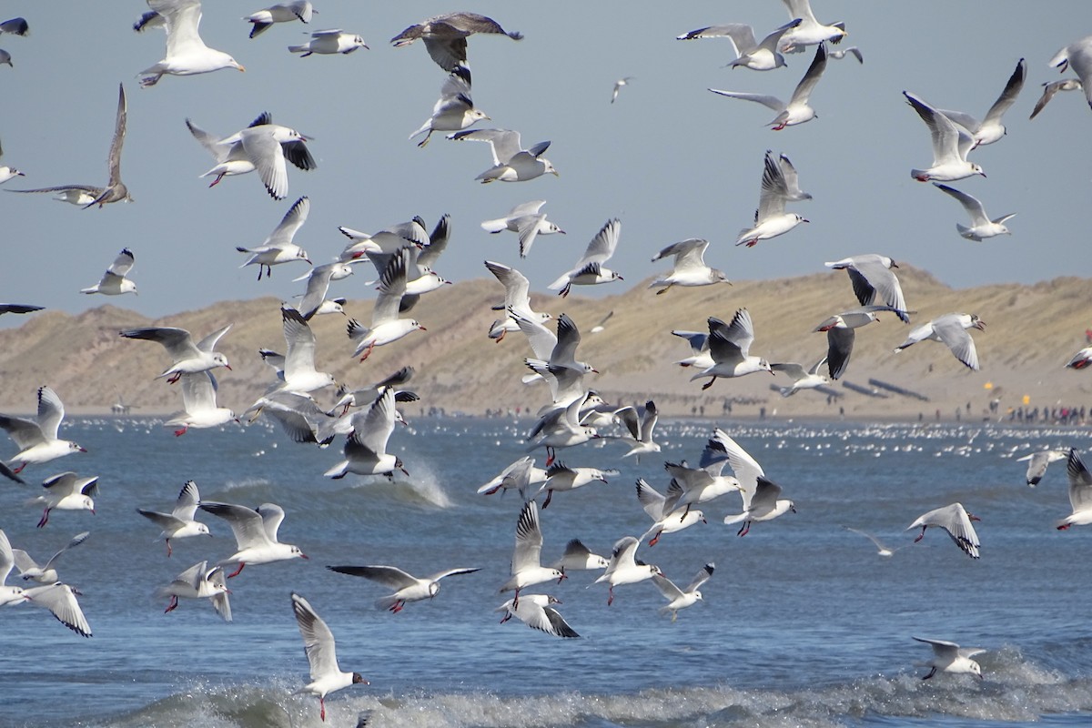 Black-headed Gull - ML422179711