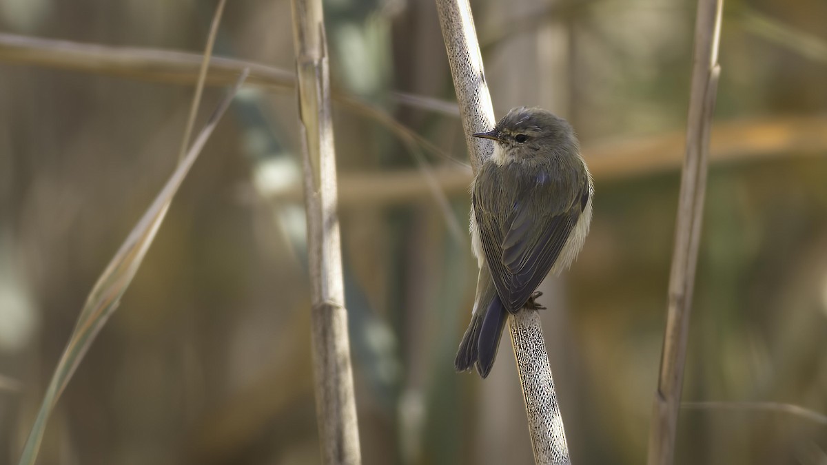 Common Chiffchaff (Common) - ML422180301