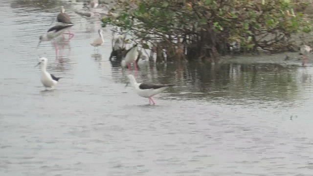 Black-winged Stilt - ML422181031