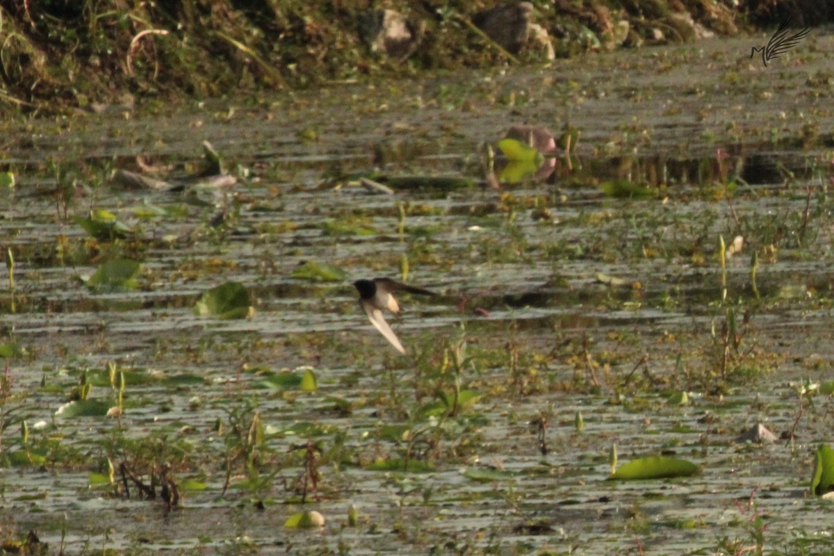 Barn Swallow - ML422181491