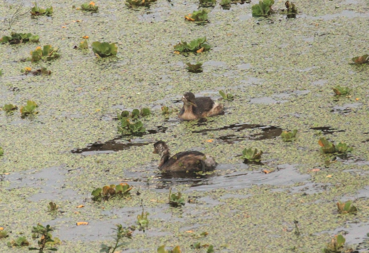 Little Grebe - ML422181501