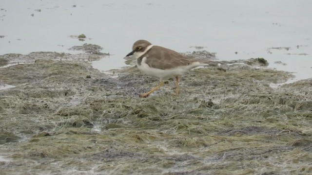 Little Ringed Plover - ML422181641