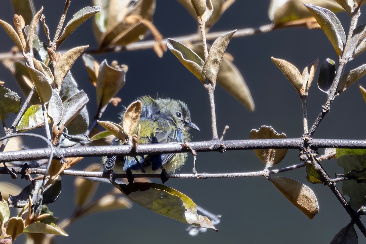 Fire-breasted Flowerpecker - ML422181961