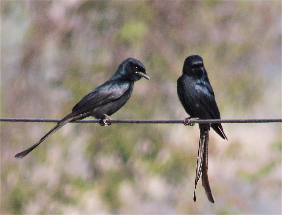 Black Drongo - ML422182121