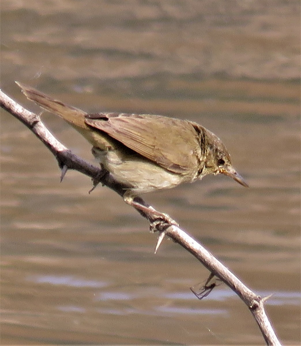 Blyth's Reed Warbler - ML422182211