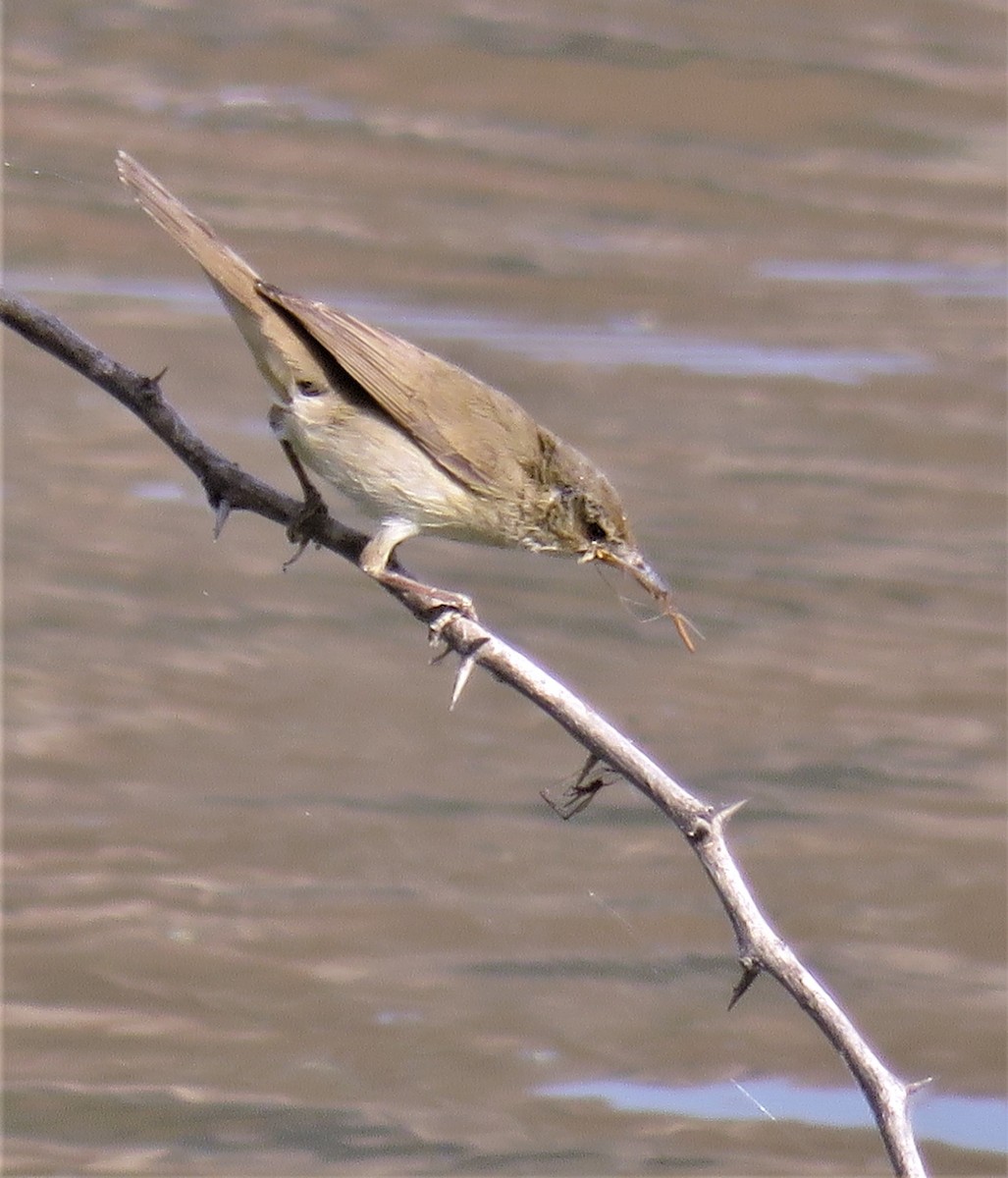 Blyth's Reed Warbler - ML422182221