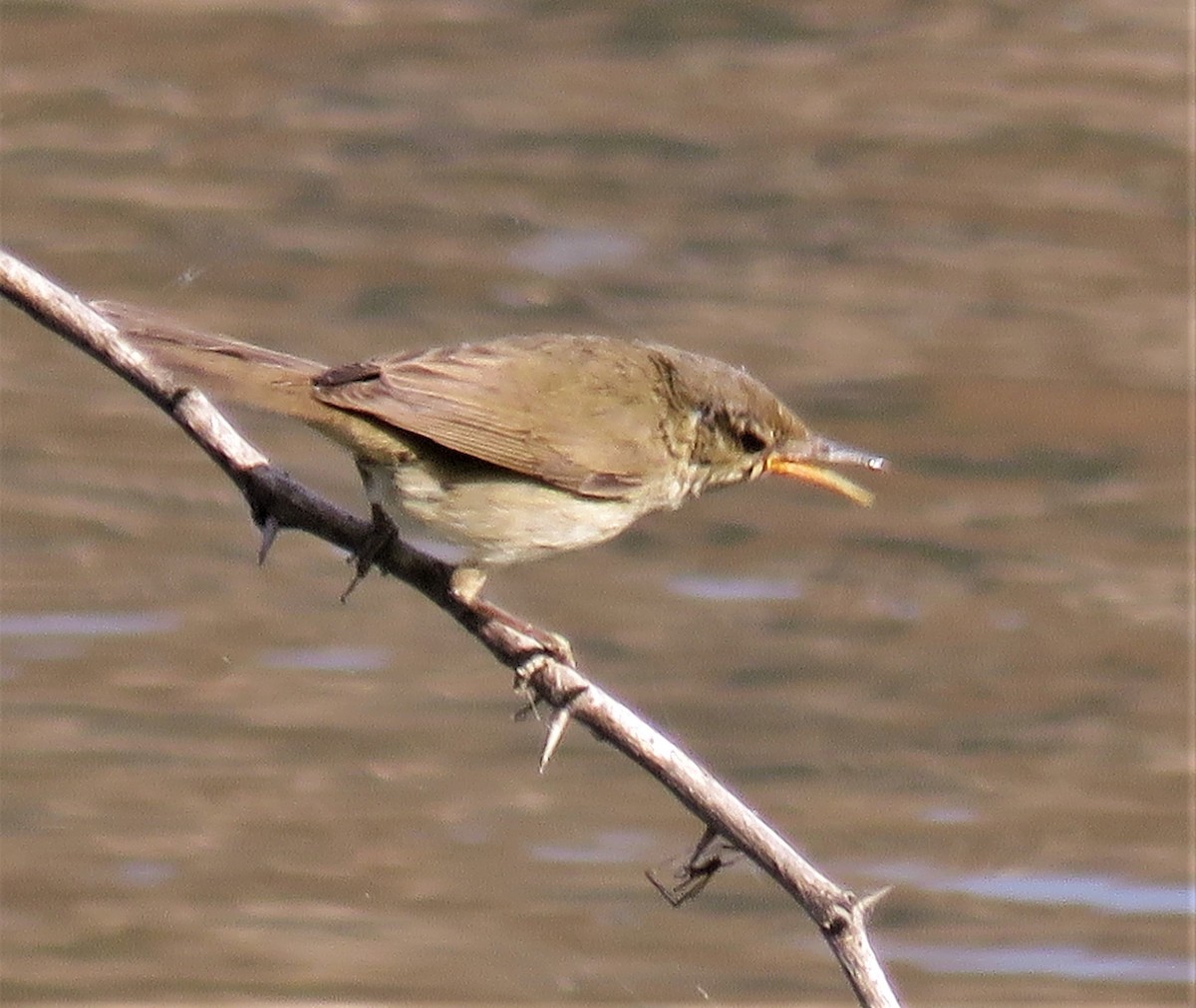 Blyth's Reed Warbler - ML422182231