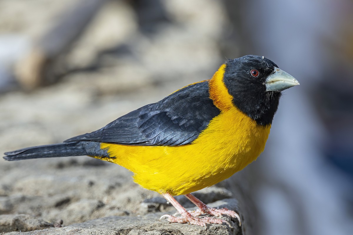 Collared Grosbeak - Su Li