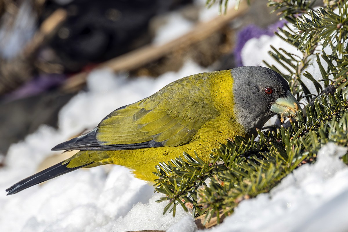 Collared Grosbeak - Su Li