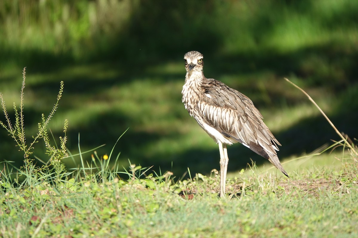 Bush Thick-knee - Max Breckenridge