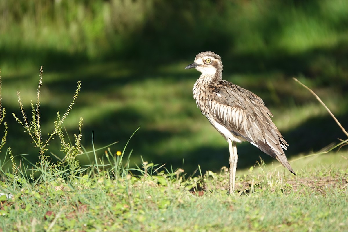 Bush Thick-knee - ML422182721